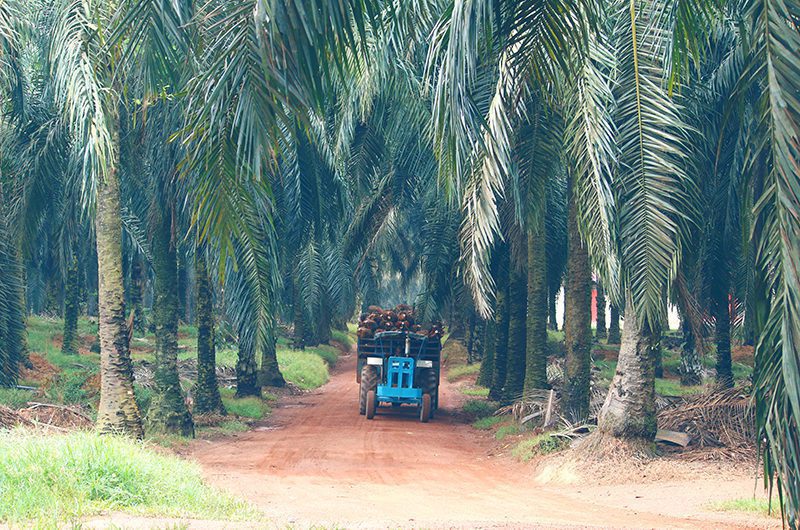 Palm Oil Responsible Sourcing