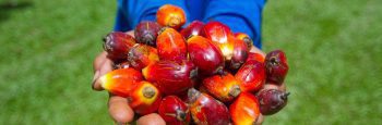 Palm Oil Fruits Palm Oil Fruits