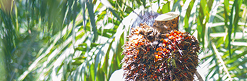 Proving Palm Oil Compliance With EUDR Regulations