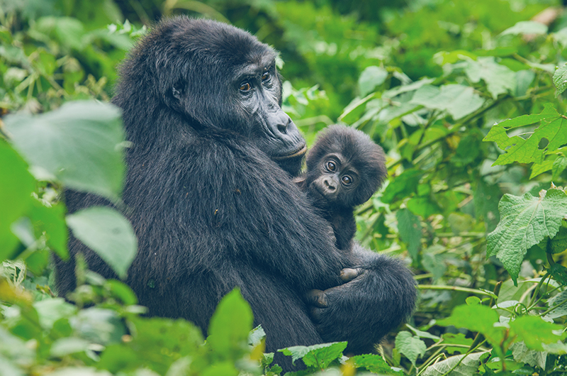 A,Female,Mountain,Gorilla,With,A,Baby.,Uganda.,Bwindi,Impenetrable