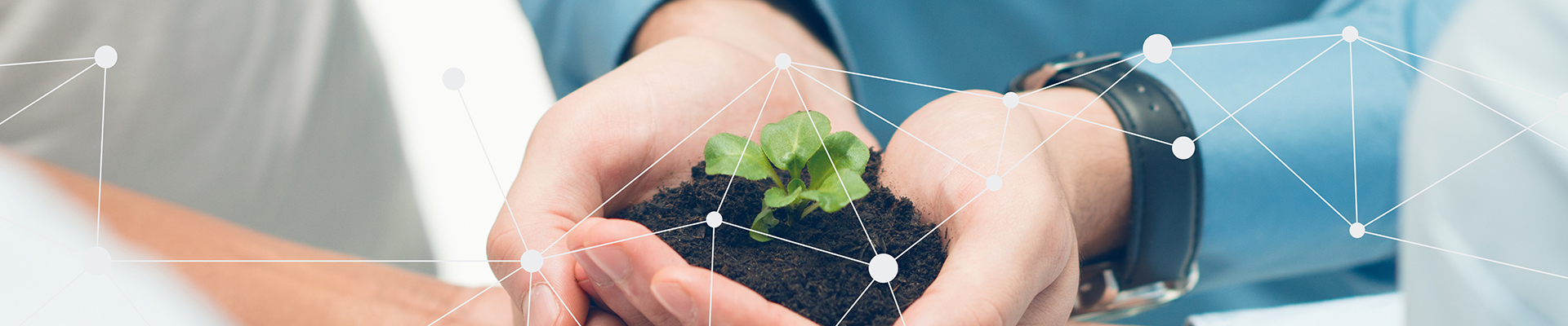 Closeup,Of,Businesspeople,Hand,Holding,Plant,Together