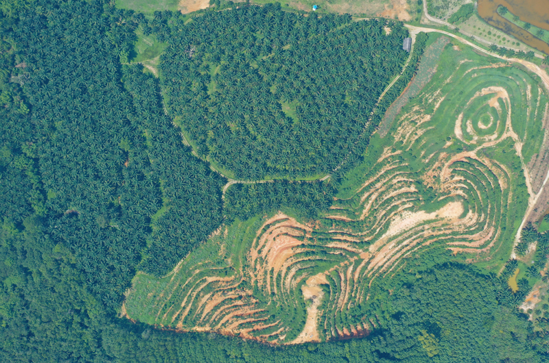 Palm_Oil_Deforestation_Malaysia_1749993821_800x530