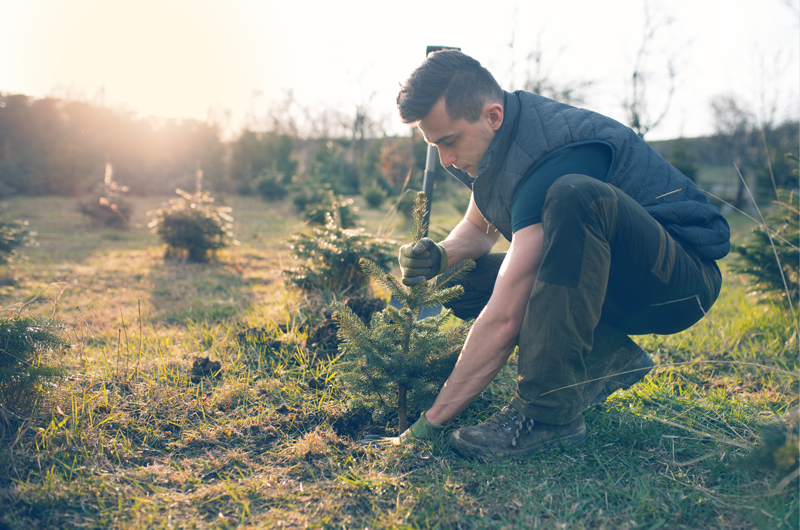 Plating_trees_1542293222_800x530