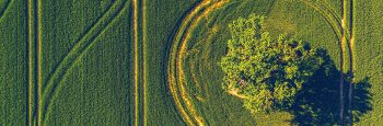 View,From,Above,On,Lonely,Tree,With,Shadows,In,A