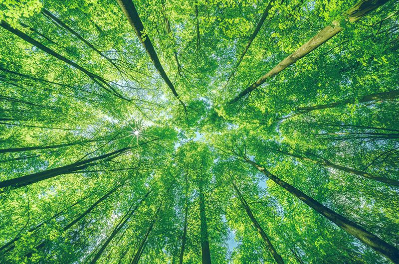Springtime,Forest,With,Setting,Sun,Shining,Through,Leaves,And,Branches.